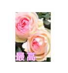薔薇と暮らす（個別スタンプ：6）