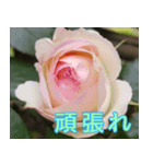 薔薇と暮らす（個別スタンプ：7）