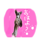 りりー＆ろい（個別スタンプ：1）