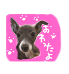 りりー＆ろい（個別スタンプ：15）