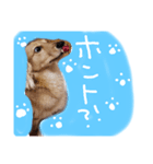 りりー＆ろい（個別スタンプ：16）