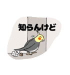 オカメインコのツバメ君・誠（個別スタンプ：1）