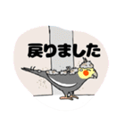 オカメインコのツバメ君・誠（個別スタンプ：2）