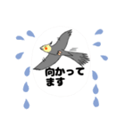 オカメインコのツバメ君・誠（個別スタンプ：6）