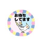 オカメインコのツバメ君・誠（個別スタンプ：23）