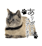 にゃん太とトラ（個別スタンプ：1）