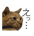 にゃん太とトラ（個別スタンプ：2）