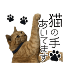 にゃん太とトラ（個別スタンプ：3）