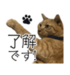 にゃん太とトラ（個別スタンプ：4）