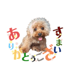 I ❤️ sandie（個別スタンプ：16）