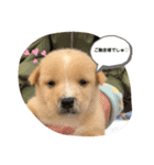 子犬たちの日常（個別スタンプ：1）