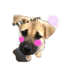 子犬たちの日常（個別スタンプ：2）