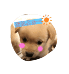 子犬たちの日常（個別スタンプ：3）