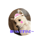 子犬たちの日常（個別スタンプ：4）