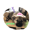 子犬たちの日常（個別スタンプ：5）