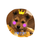 子犬たちの日常（個別スタンプ：6）