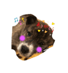 子犬たちの日常（個別スタンプ：7）