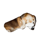 chacooo（個別スタンプ：11）
