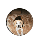 chacooo（個別スタンプ：12）