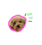 mydogs stamp（個別スタンプ：1）