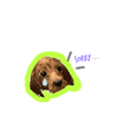 mydogs stamp（個別スタンプ：2）