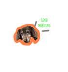 mydogs stamp（個別スタンプ：5）