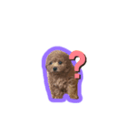 mydogs stamp（個別スタンプ：7）