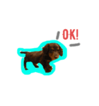 mydogs stamp（個別スタンプ：8）