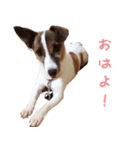 らーら（ジャックラッセルテリア）（個別スタンプ：1）