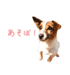 らーら（ジャックラッセルテリア）（個別スタンプ：2）