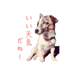 らーら（ジャックラッセルテリア）（個別スタンプ：4）