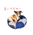 らーら（ジャックラッセルテリア）（個別スタンプ：8）