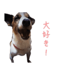 らーら（ジャックラッセルテリア）（個別スタンプ：10）
