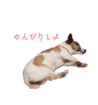らーら（ジャックラッセルテリア）（個別スタンプ：11）