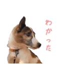 らーら（ジャックラッセルテリア）（個別スタンプ：12）