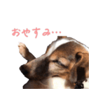 らーら（ジャックラッセルテリア）（個別スタンプ：13）