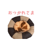 らーら（ジャックラッセルテリア）（個別スタンプ：14）