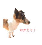 らーら（ジャックラッセルテリア）（個別スタンプ：18）