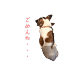 らーら（ジャックラッセルテリア）（個別スタンプ：19）