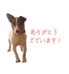 らーら（ジャックラッセルテリア）（個別スタンプ：20）