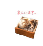 らーら（ジャックラッセルテリア）（個別スタンプ：21）