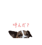 らーら（ジャックラッセルテリア）（個別スタンプ：22）