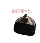 らーら（ジャックラッセルテリア）（個別スタンプ：23）