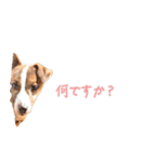 らーら（ジャックラッセルテリア）（個別スタンプ：24）