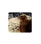 もも愛犬（個別スタンプ：1）