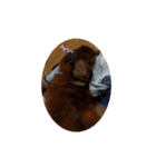 もも愛犬（個別スタンプ：2）