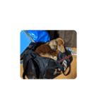 もも愛犬（個別スタンプ：5）