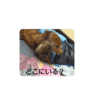 もも愛犬（個別スタンプ：6）