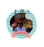 もも愛犬（個別スタンプ：7）
