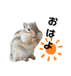 可愛いりすのスタンプ（個別スタンプ：1）
